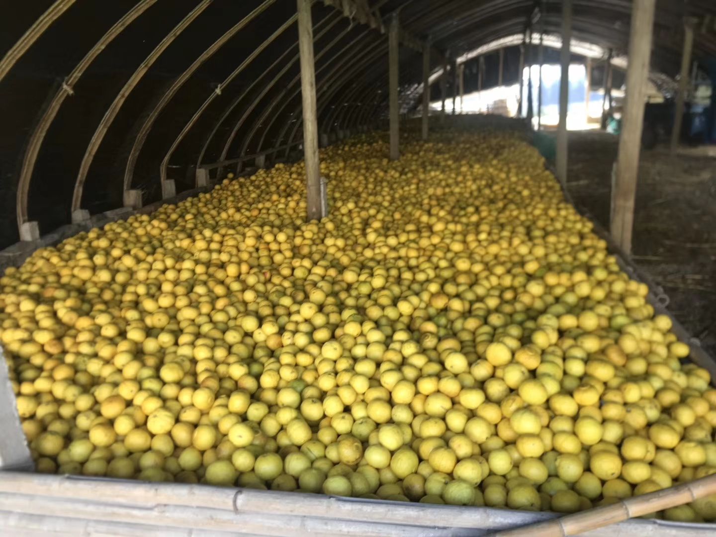 黄金贡柚 浙江省宁波市象山县