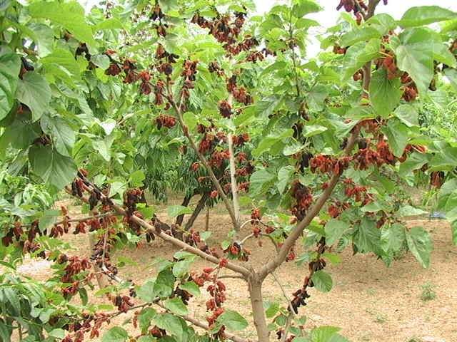 长果桑苗  桑葚树苗嫁接无籽大十果桑苗当年结果南北方