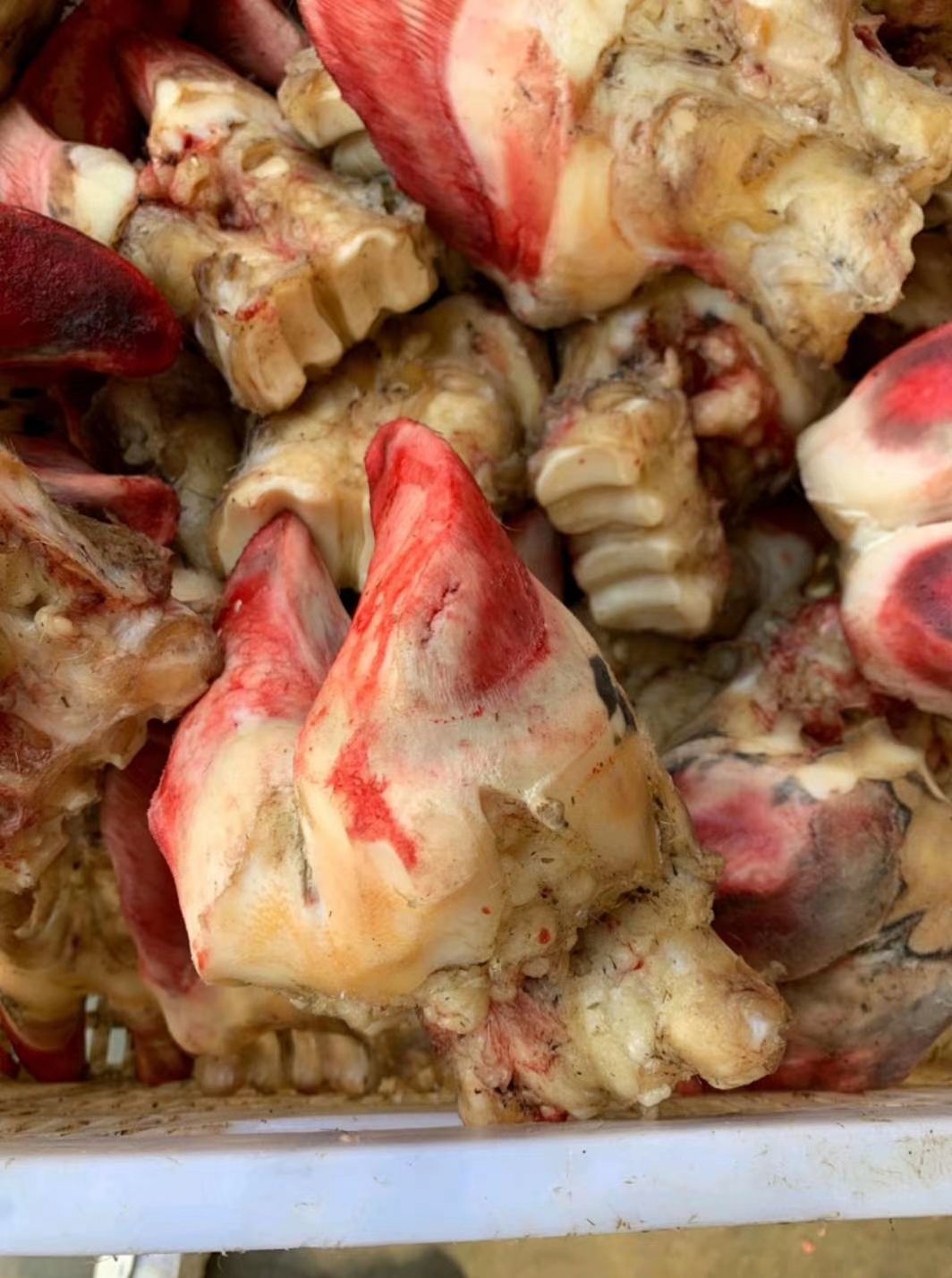 牛蹄  国内每日新鲜牛脚掌