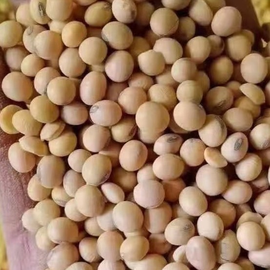 黄大豆 安徽大豆 黄豆 专业供应全国各地豆制品专用豆