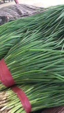 精品香葱大量供货中！