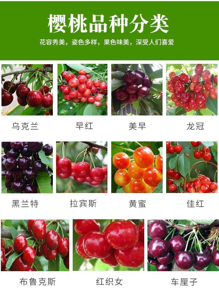 耐寒樱桃车厘子树苗樱桃树苗嫁接樱桃苗盆栽南方北方种植