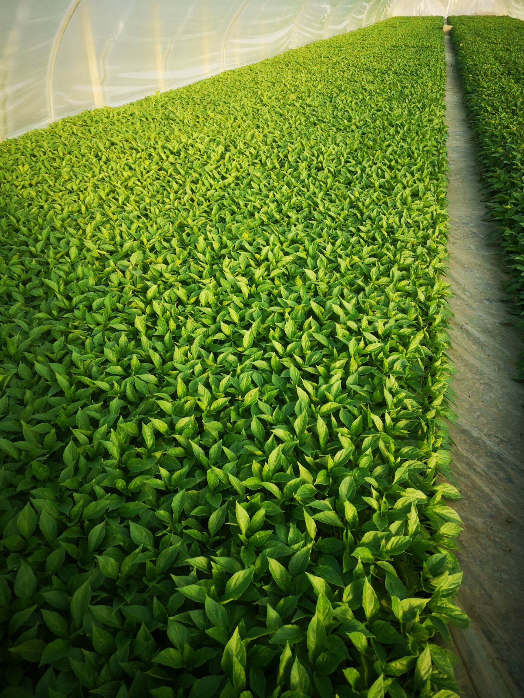 羊角椒苗，产量高，抗病性强，市场表现好，果型匀称，