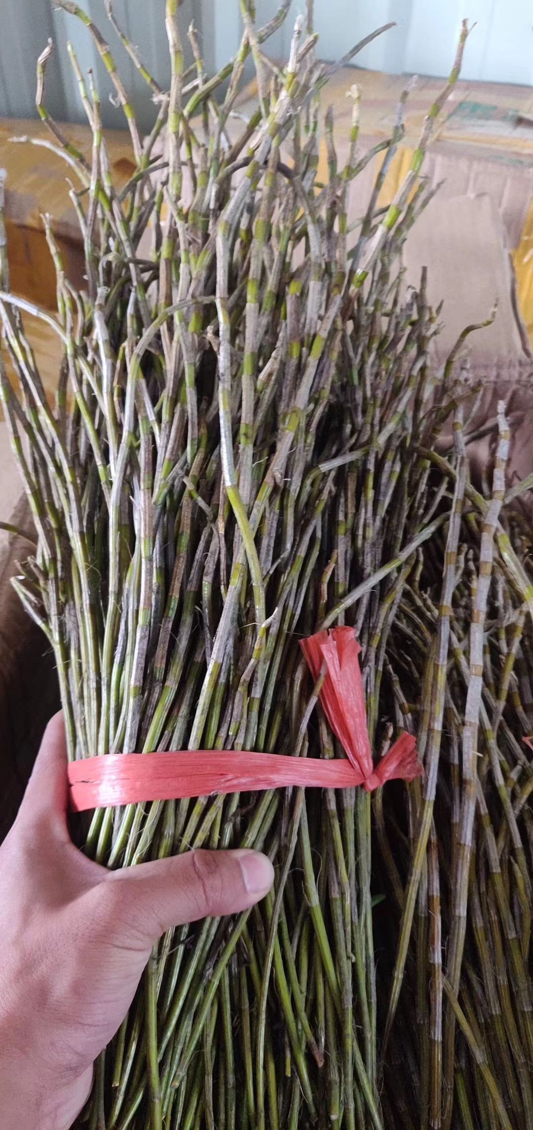 铁皮石斛  石斛鲜条，现货提供，今年火爆的好产品，一个市场可以连续卖