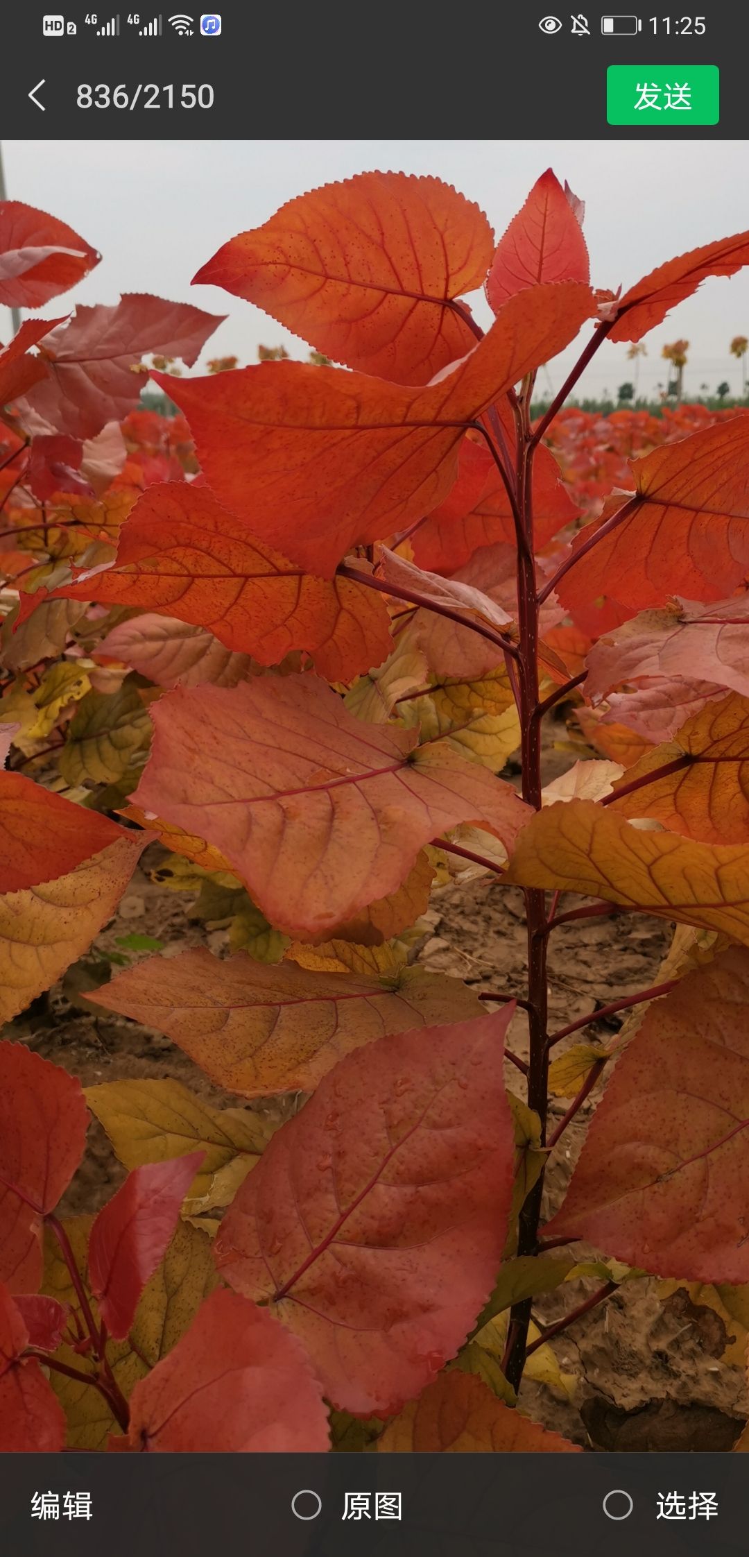 中红杨  冠红杨炫红杨彩红杨供应