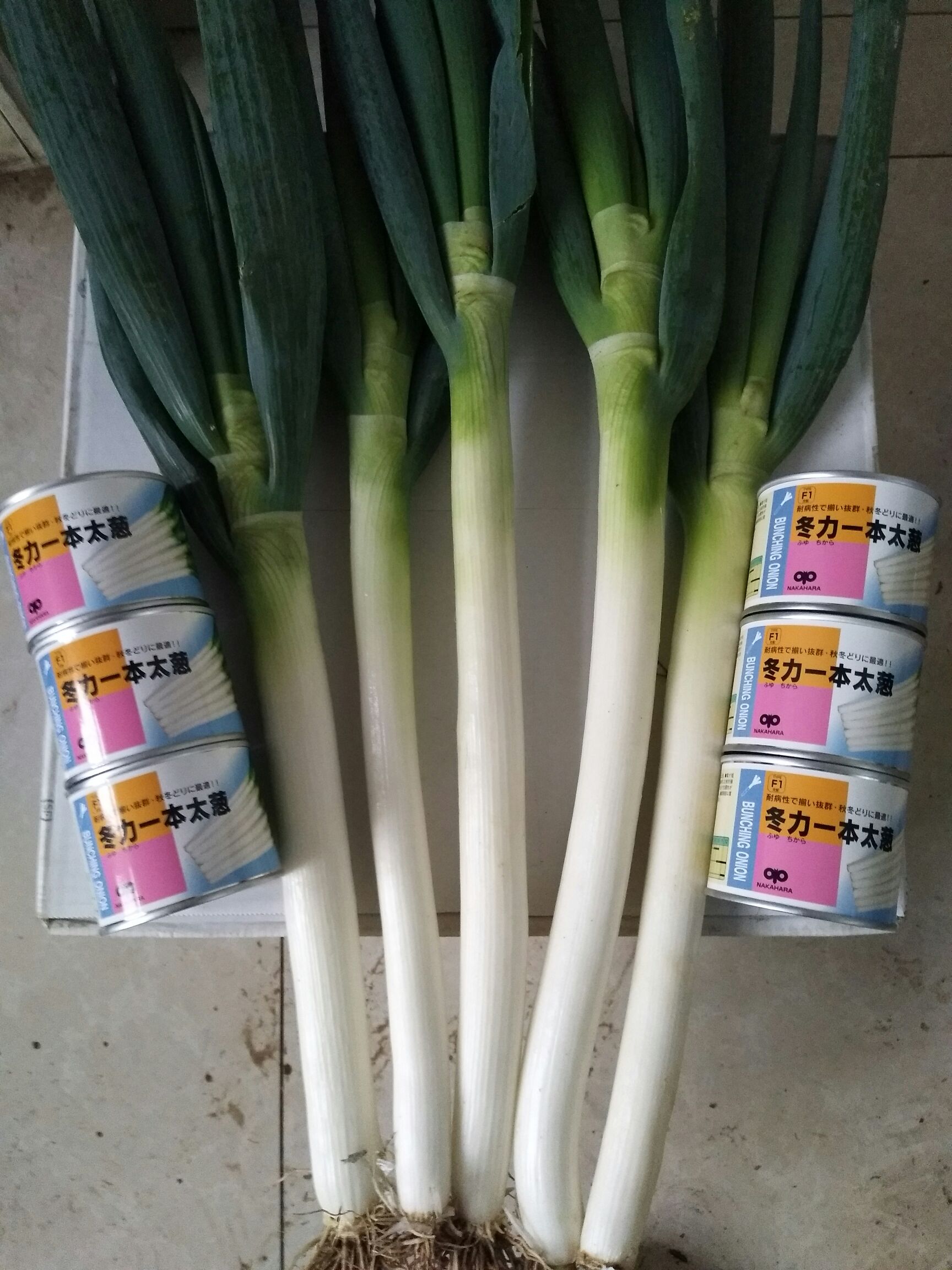 日本大葱种子  杂交类钢葱种子，冬力一本，耐热，耐涝，中片整