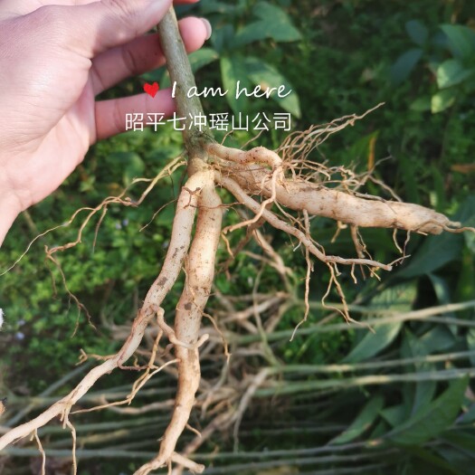 昭平县黄花倒水莲种苗 供应黄花倒水莲苗，观音串苗，倒吊黄，农户直销