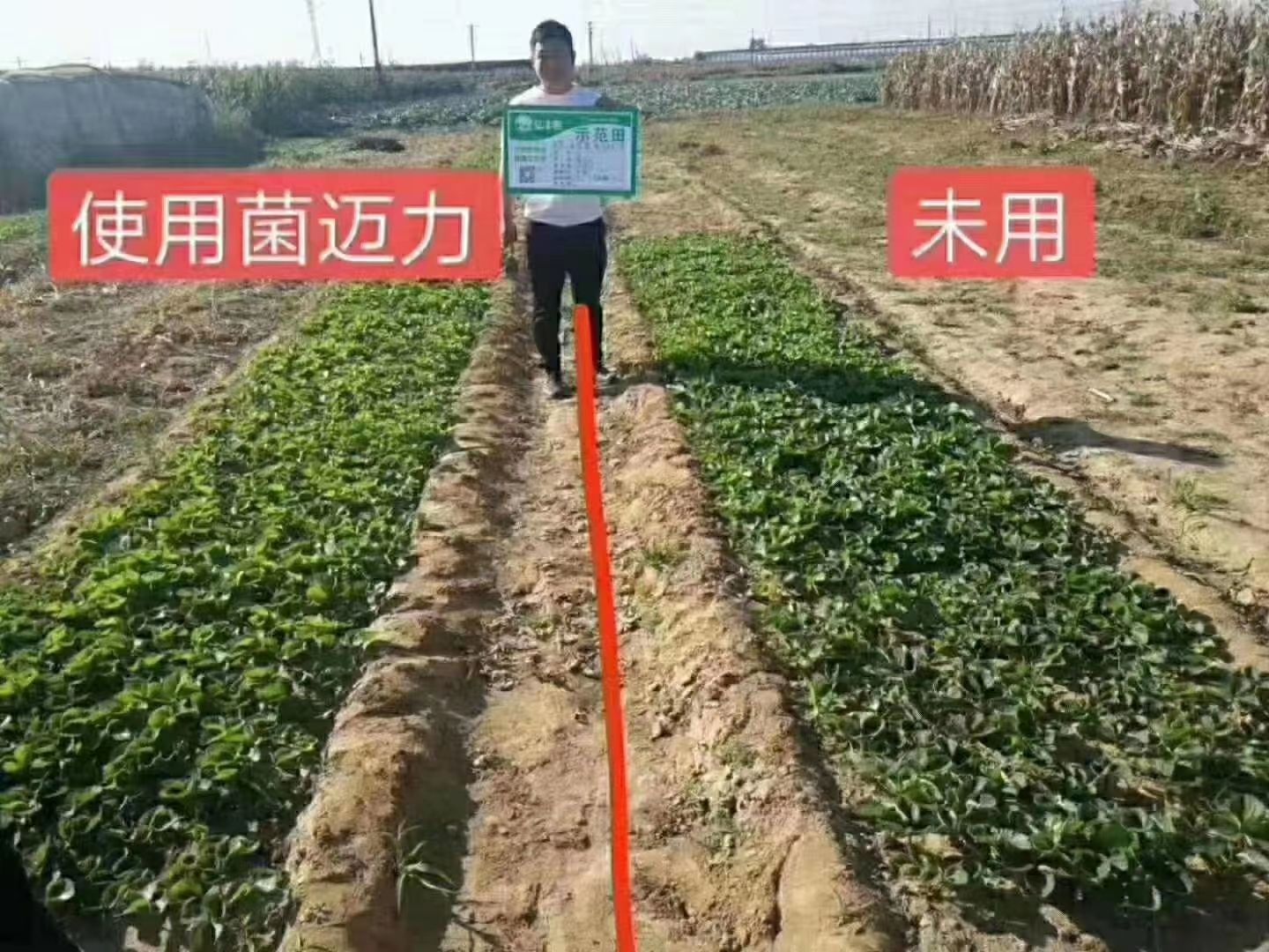 微量元素肥料  菌迈力 生根见效快 抗病增产生根抗病见效快