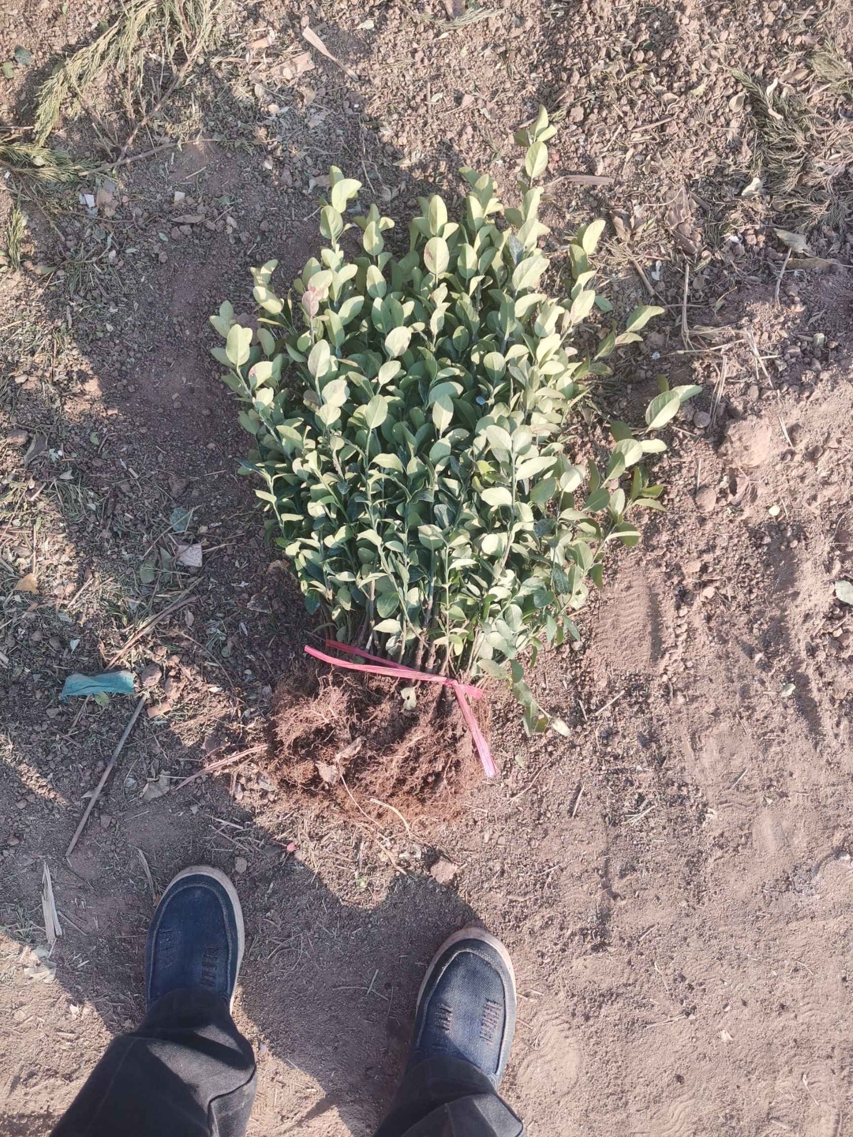 黄杨，瓜子黄杨，小叶黄杨。