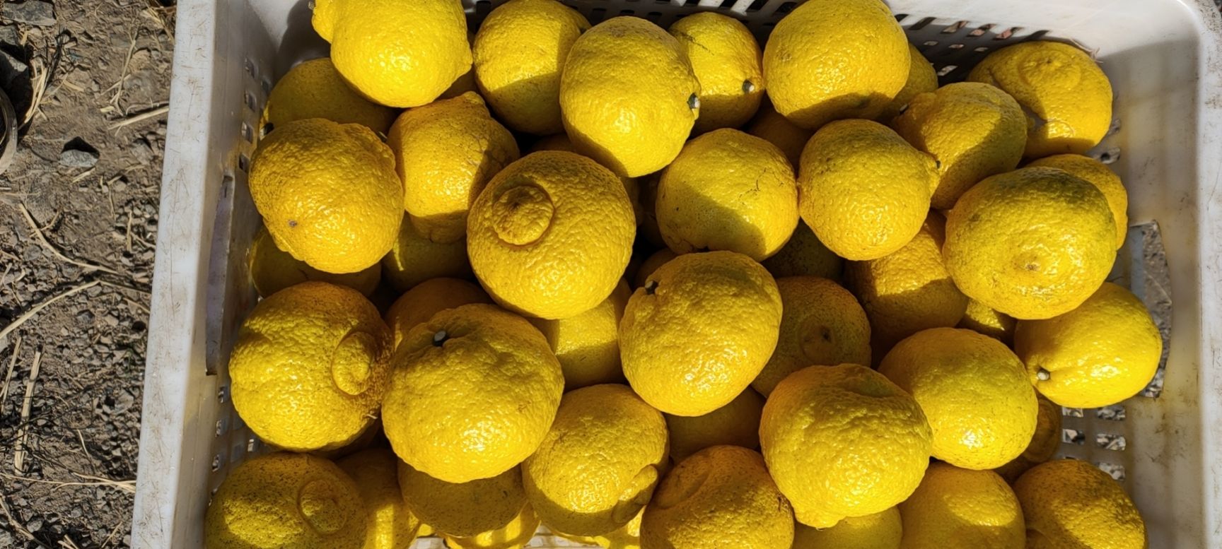 黄金贡柚 浙江省宁波市象山县