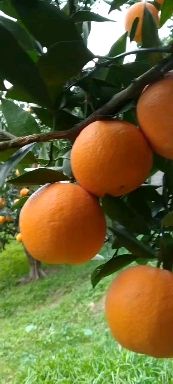 湖北秭归脐橙品种齐全一年四季鲜果供应产无中间商