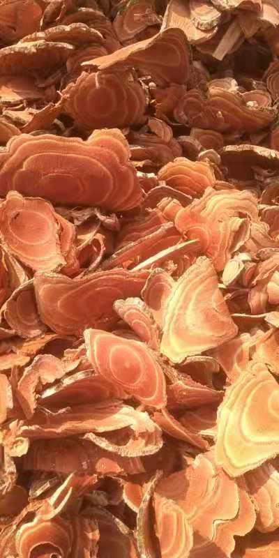  云南鸡血藤干货鲜货大量收购