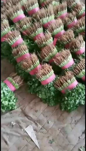 精品香菜上市中。