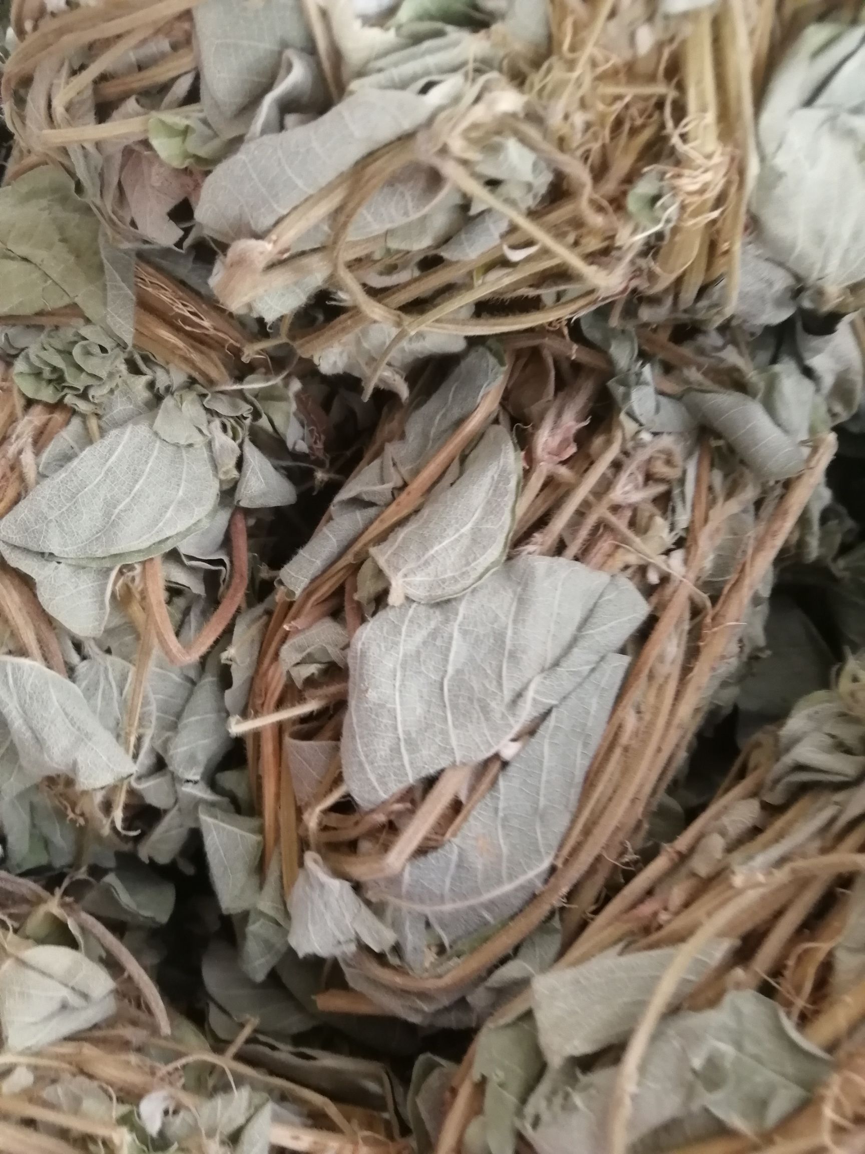 【精选】新鲜切段金钱草，和扎把金钱草，颜色青绿/大量起批