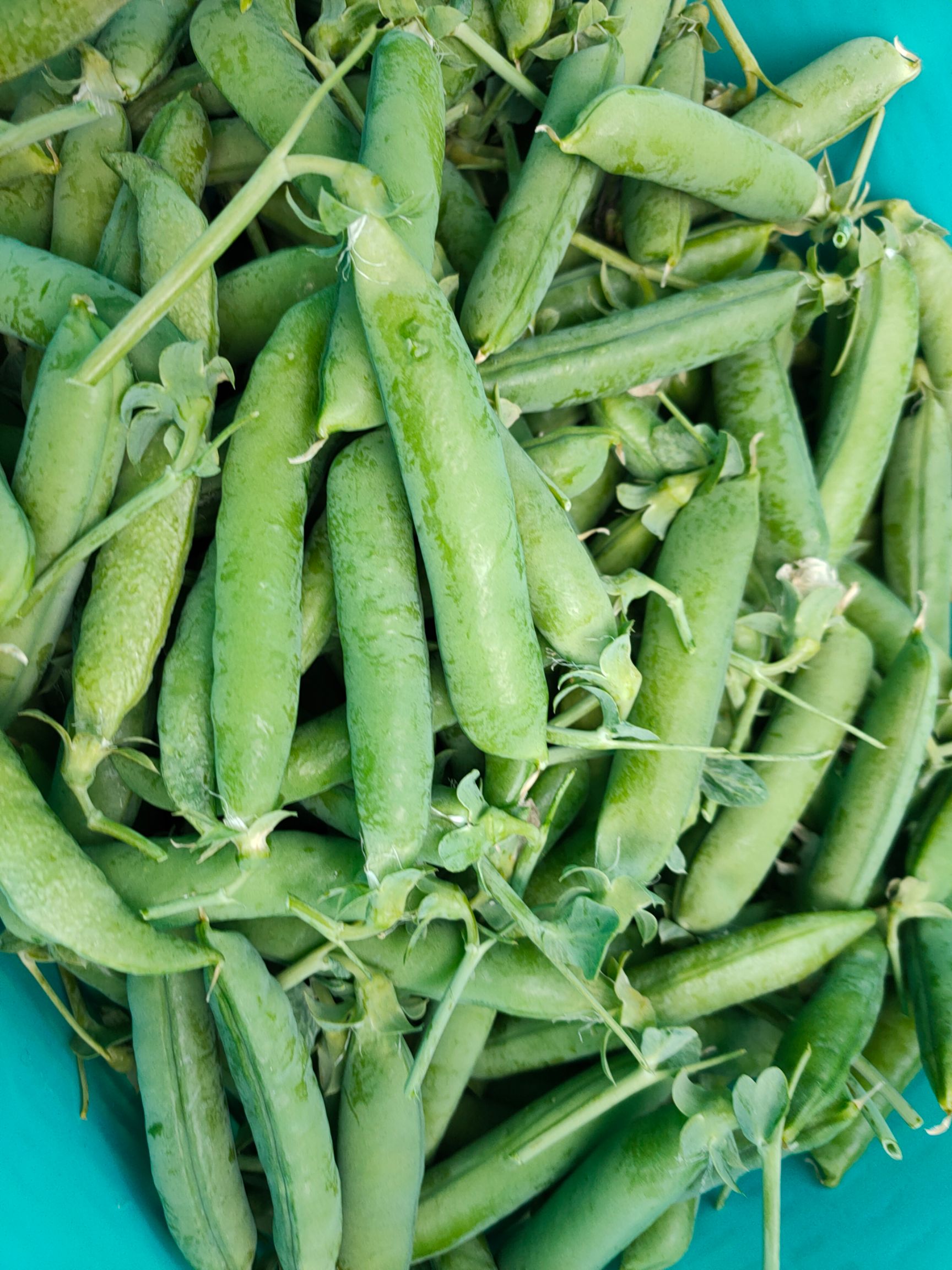 豌豆荚 云南省楚雄彝族自治州禄丰县