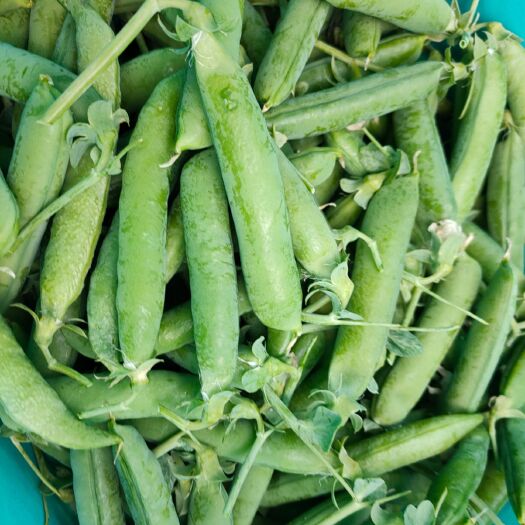 禄丰市豌豆荚 云南省楚雄彝族自治州禄丰县 