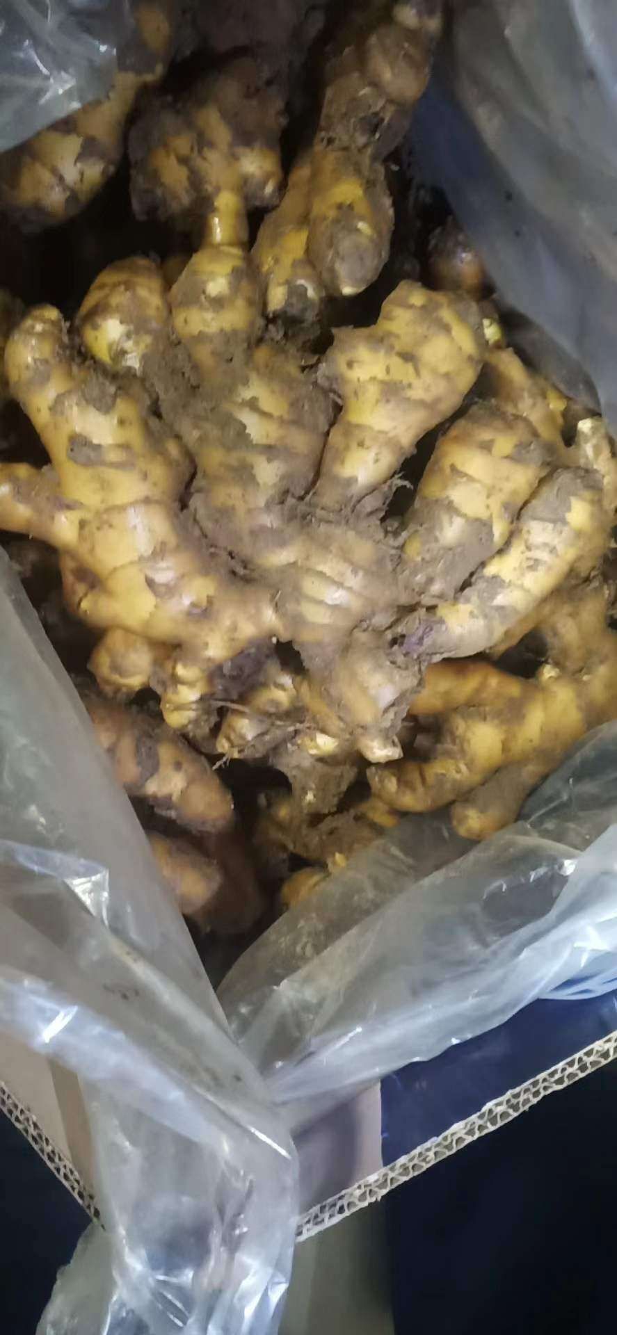 姜种  大黄姜  小黄姜 二姜 山农一号二号 高产王