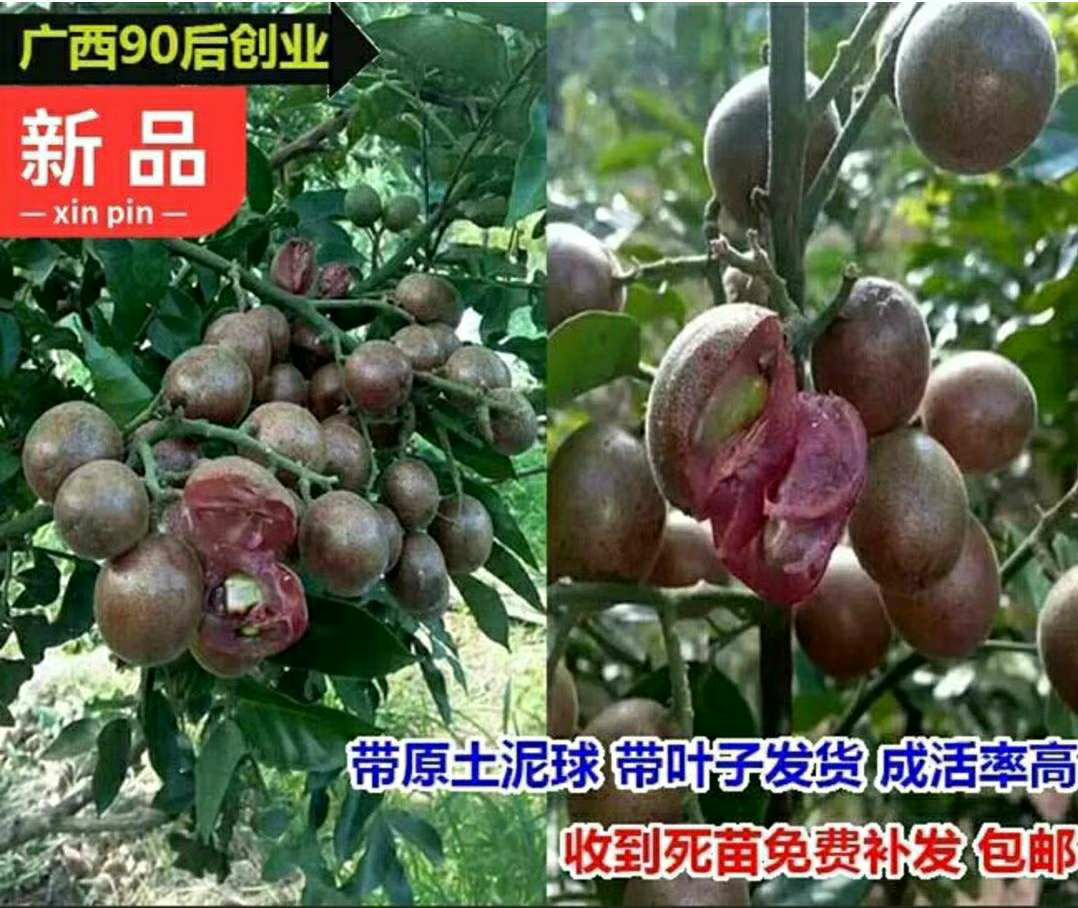 黑黄皮果苗  【精品】黑黄皮苗 无核黄皮苗鸡心黄皮苗 贵妃黄皮苗紫肉黄皮