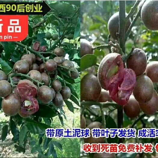 灵山县黑黄皮果苗  【精品】黑黄皮苗 无核黄皮苗鸡心黄皮苗 贵妃黄皮苗紫肉黄皮