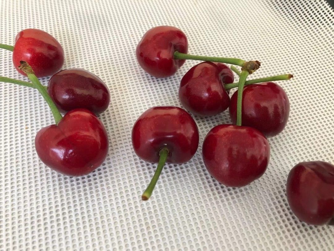 美早樱桃  美早大樱桃，糖分十八以上，硬度高，售后少，保证口感