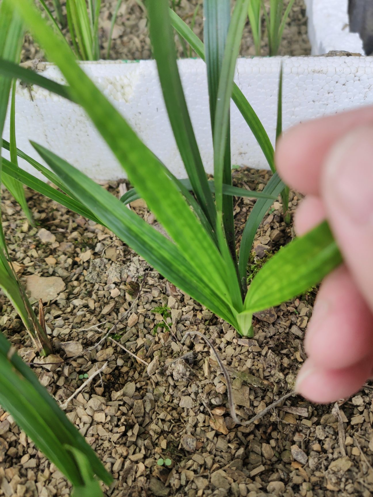 四季兰  建兰，便宜处理，要的联系，武陵山兰花，非常香