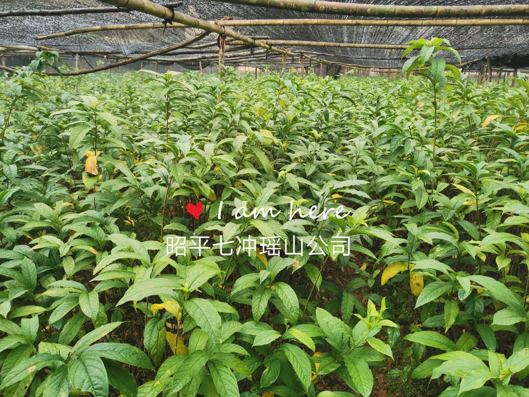 黄花倒水莲种苗 供应黄花倒水莲苗，观音串苗，倒吊黄，农户直销