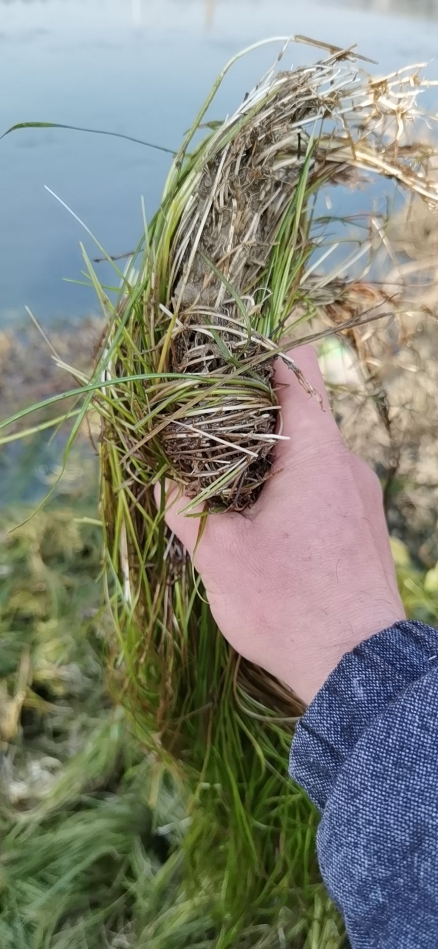 篦齿眼子菜 马来眼子菜   金鱼藻  苦草  狐尾藻