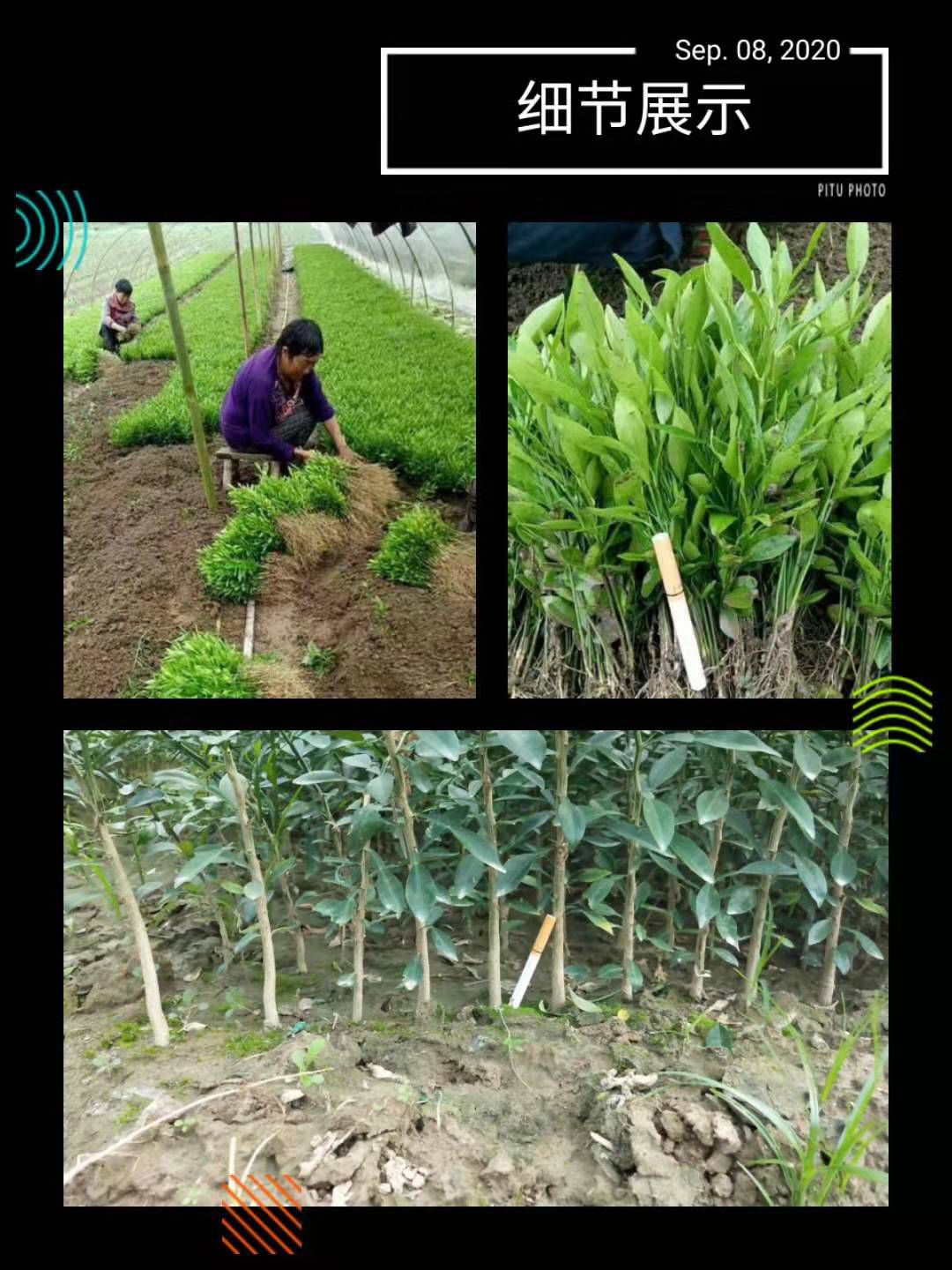 明日见柑橘苗  苗圃直销，阿斯密，柑橘苗，品种保证，假一赔十