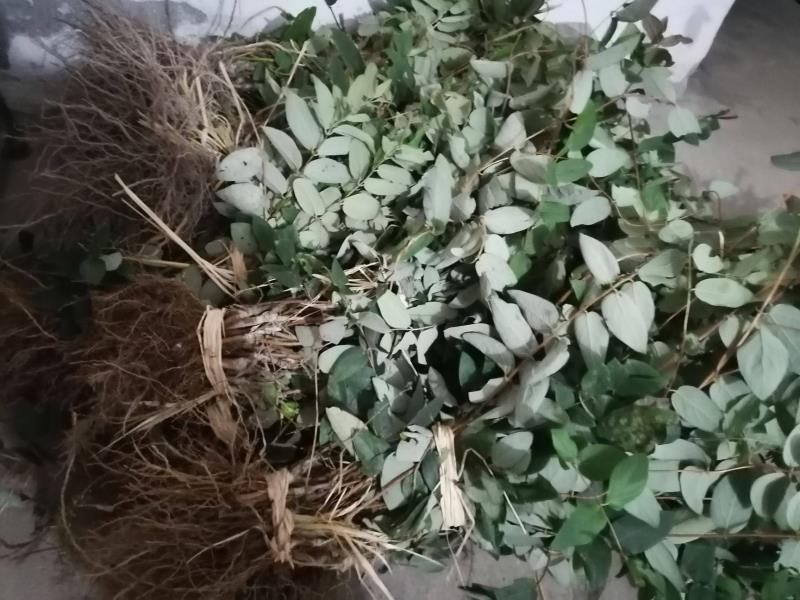 山银花苗  湘蕾5号金银花苗木