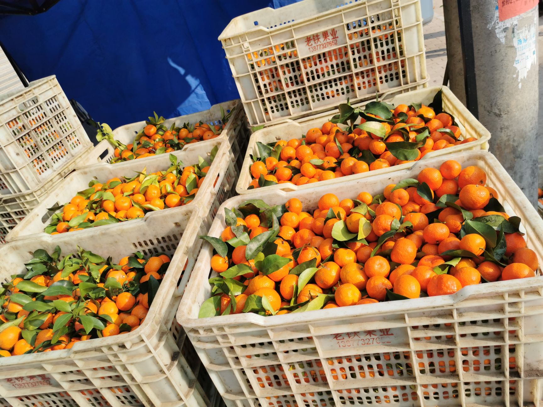 沙糖桔  大量供应砂糖橘 代收各类百家果