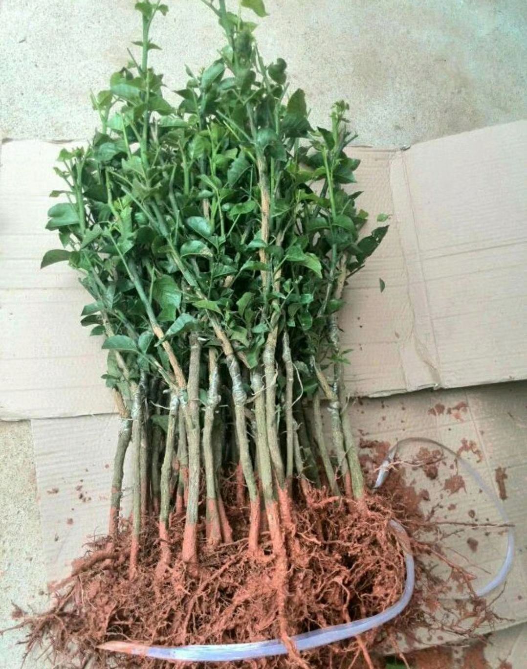 黑黄皮果苗  【精品】黑黄皮苗 无核黄皮苗鸡心黄皮苗 贵妃黄皮苗紫肉黄皮