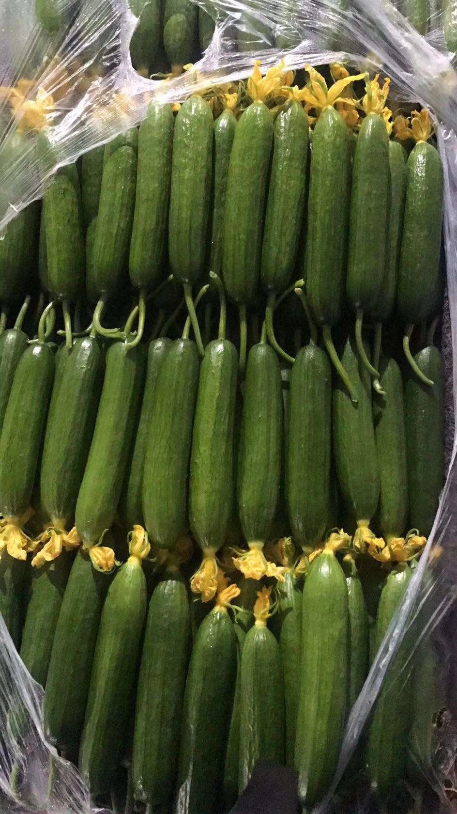 寿光水果黄瓜小黄瓜 产地实力代收 供应超市 档口 电商 食堂