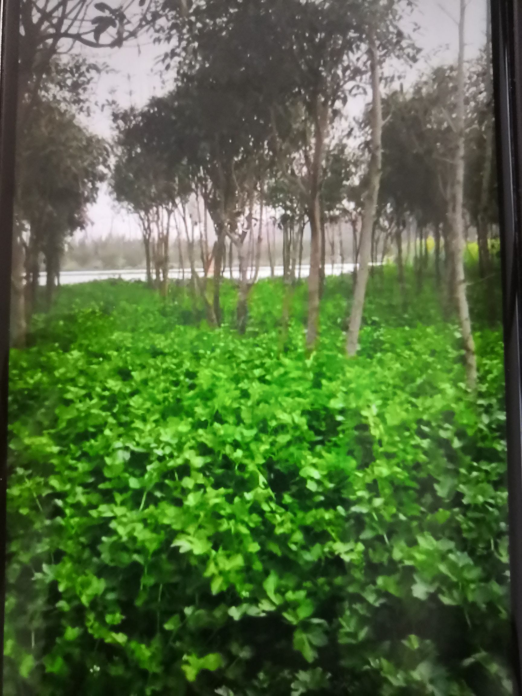 香芹 芹菜批发。因父亲去世，家里面劳动力单薄，只能挂到网上出售。