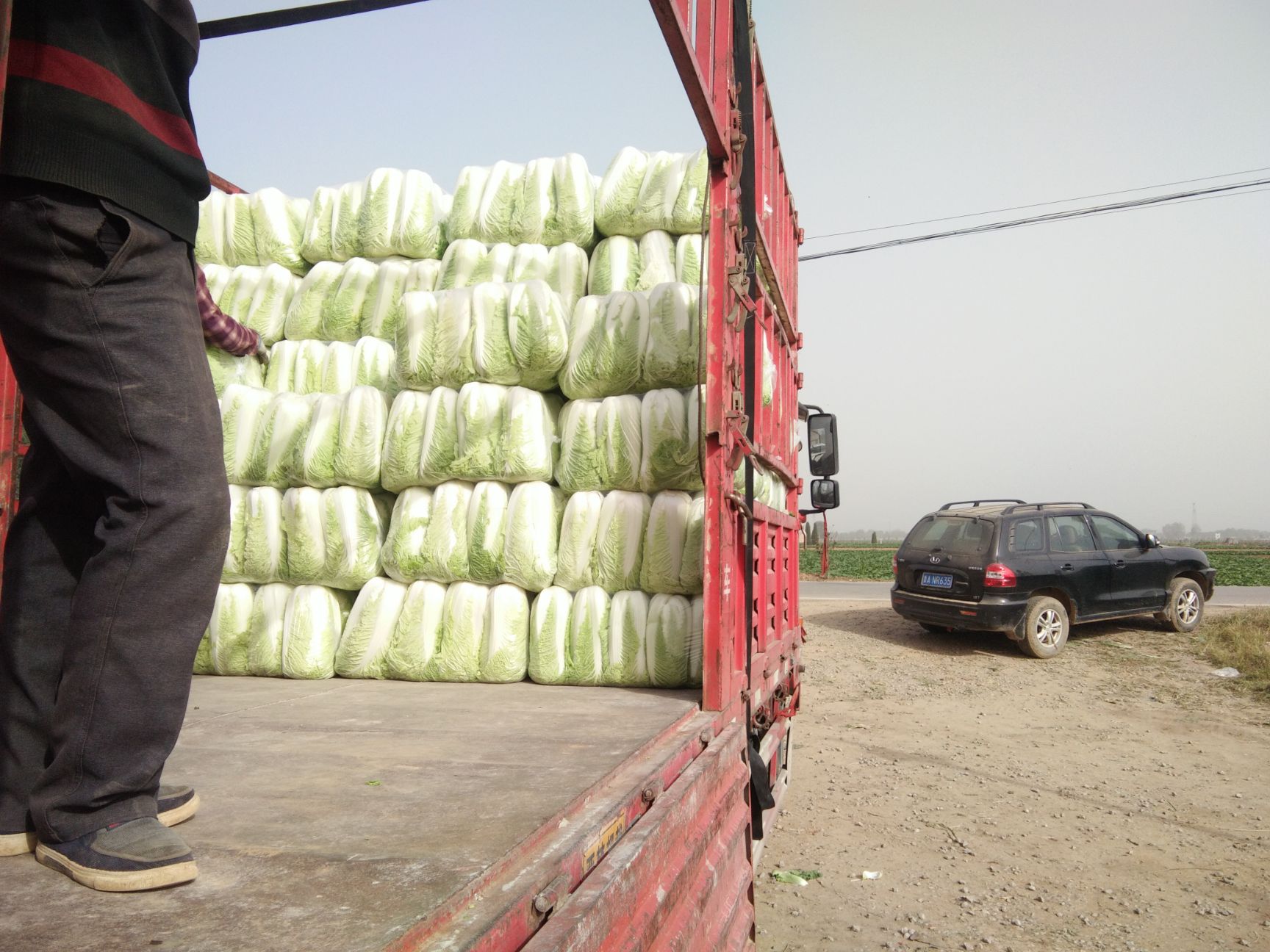 北京新3号  山东济南平阴大量供应北京新三号白菜