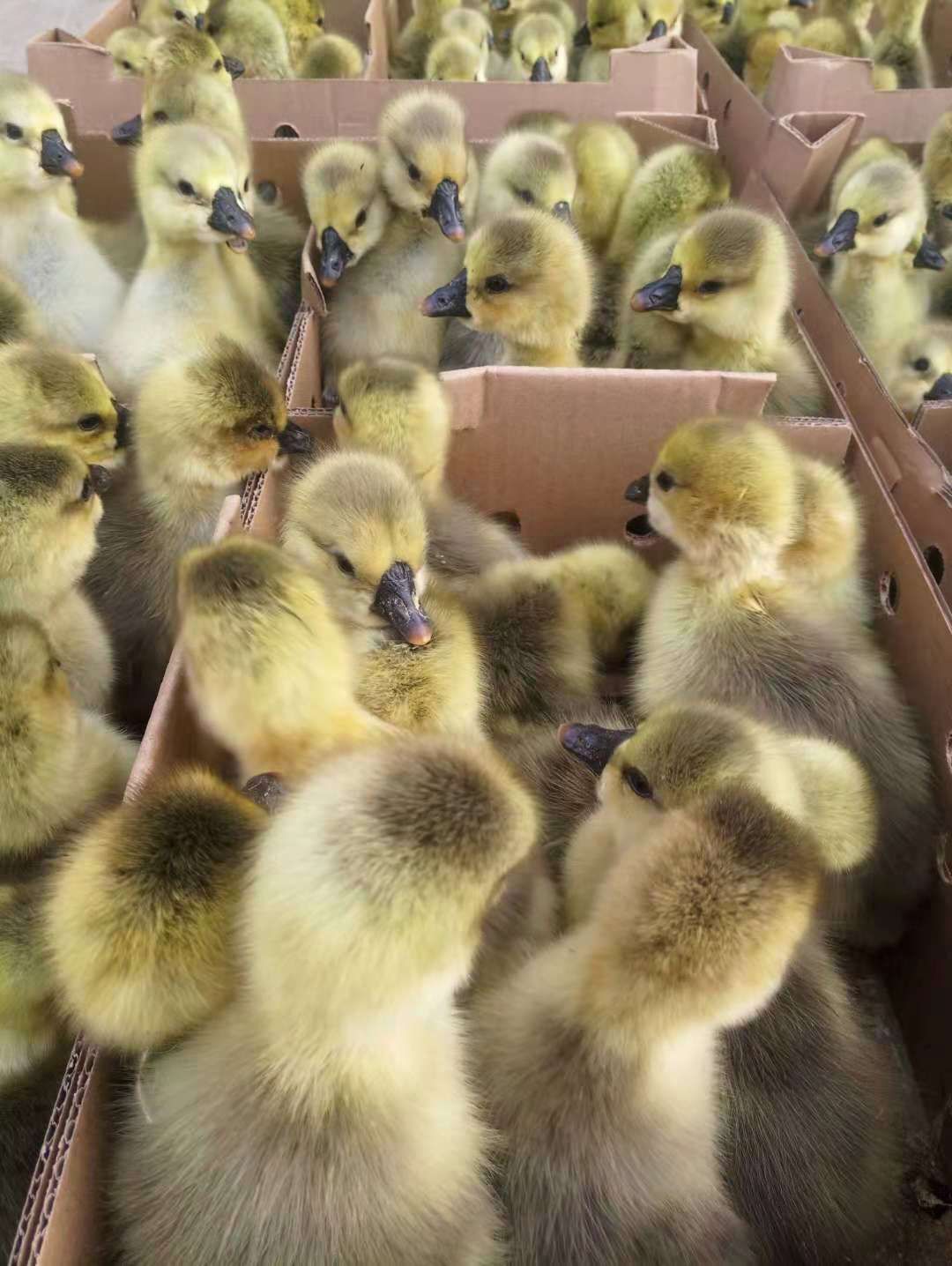 大种汕头狮头鹅苗，纯正，包打疫苗，包邮