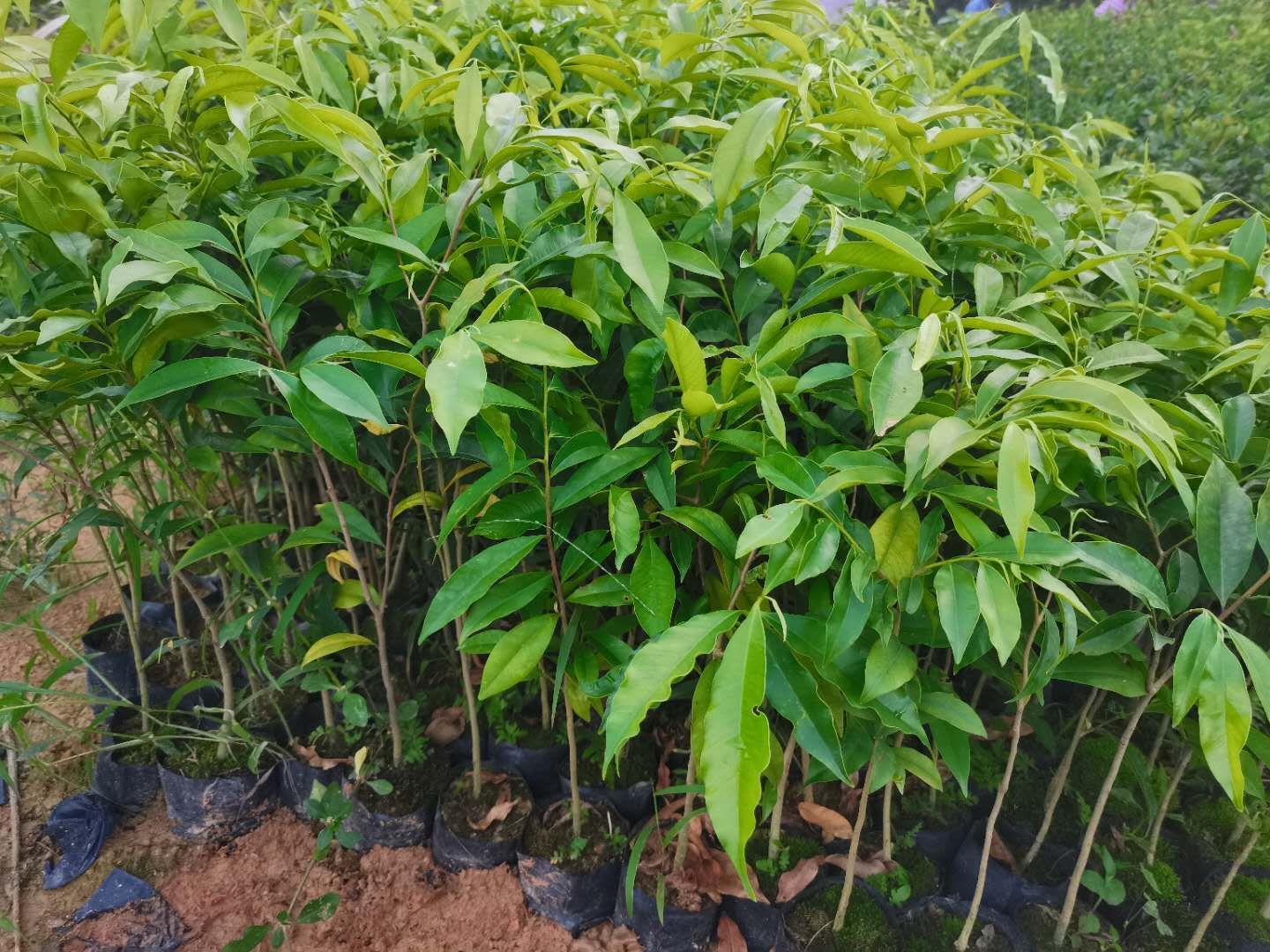 海南栈香  沉香