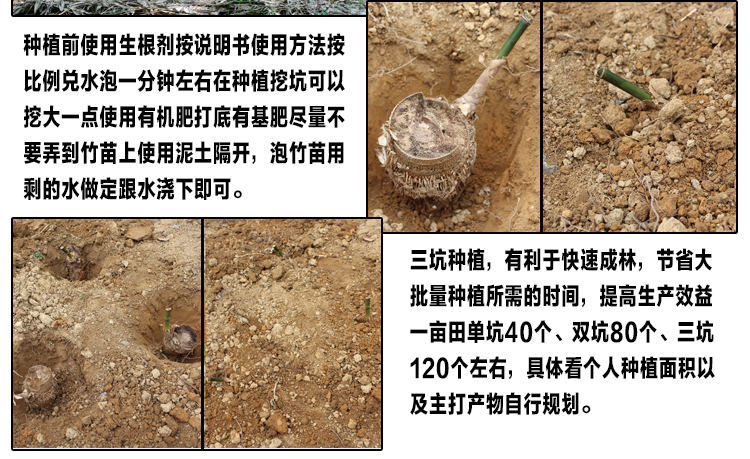 麻竹苗甜竹笋苗地栽户外大型竹苗非毛竹楠竹苗