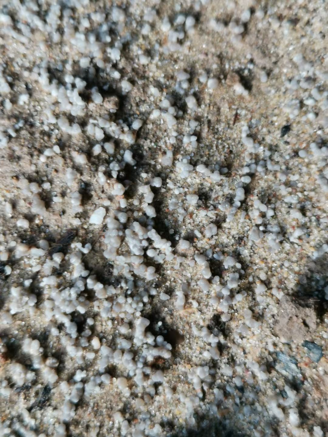 羊肚菌菌z   羊肚菌栽培袋  羊肚菌栽培袋  产量高