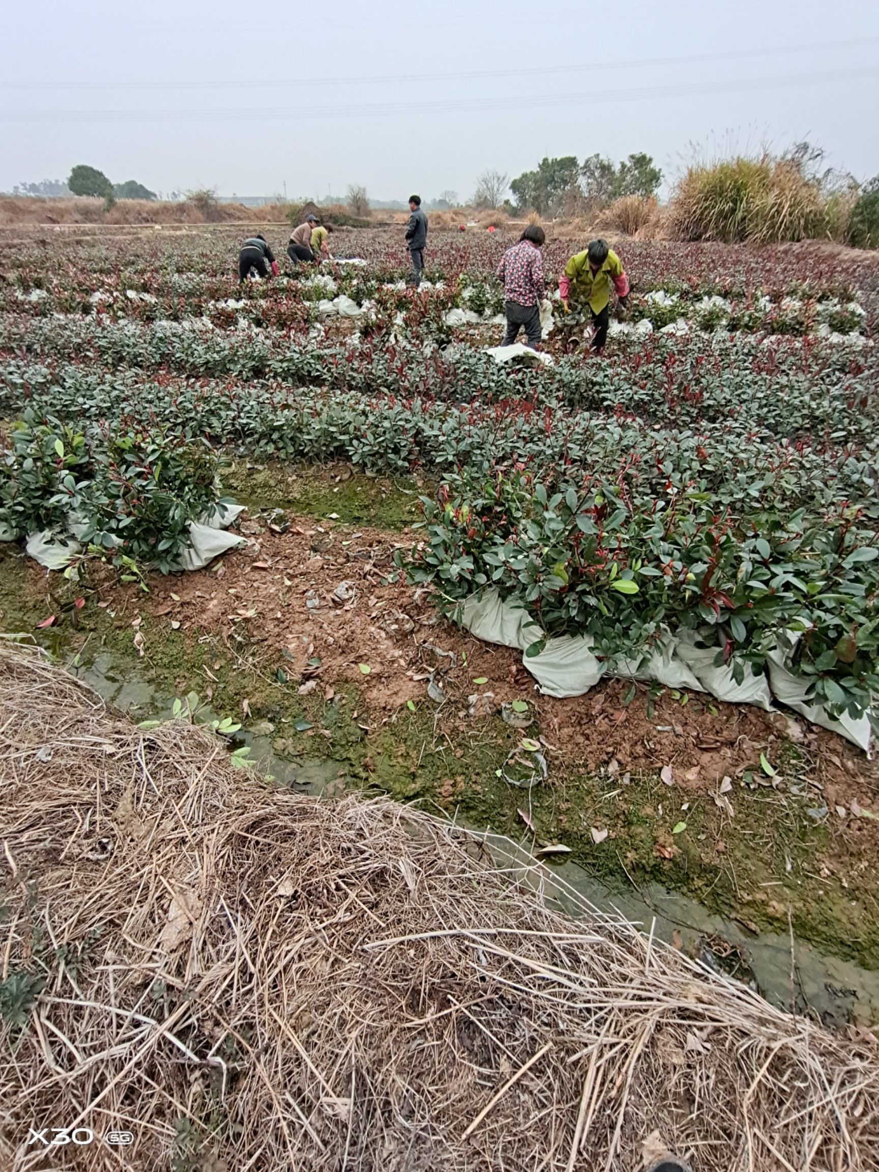 红叶石楠大杯苗  高度25－35左右，冠幅25左右