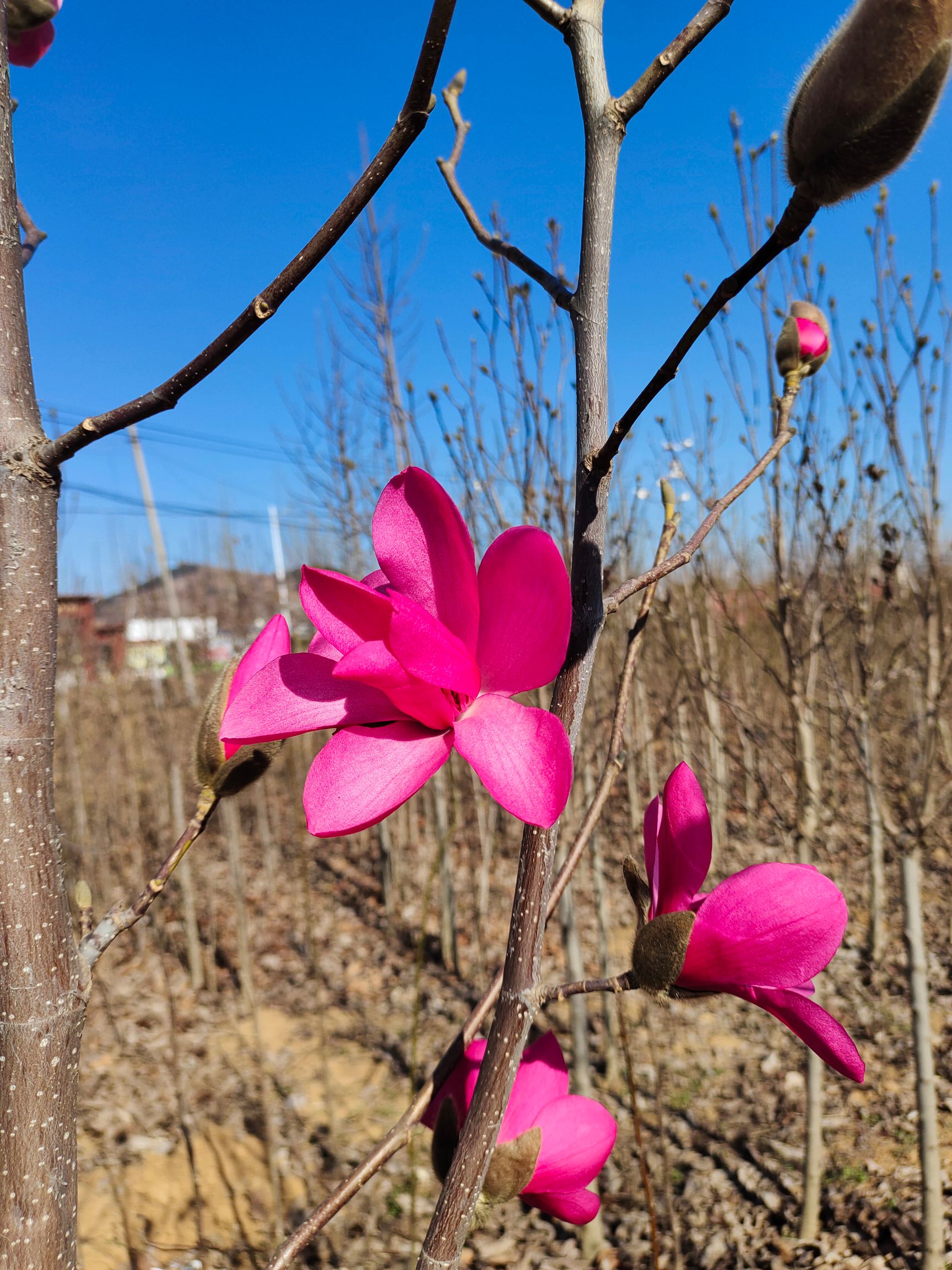 紫玉兰  玉兰，红，黄，白，紫，规格 全品质优良 ，迎欢迎 选购