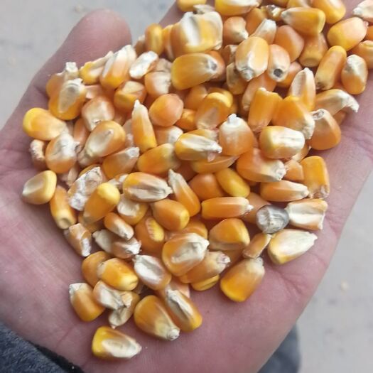 西华县黄玉米粒 优质玉米