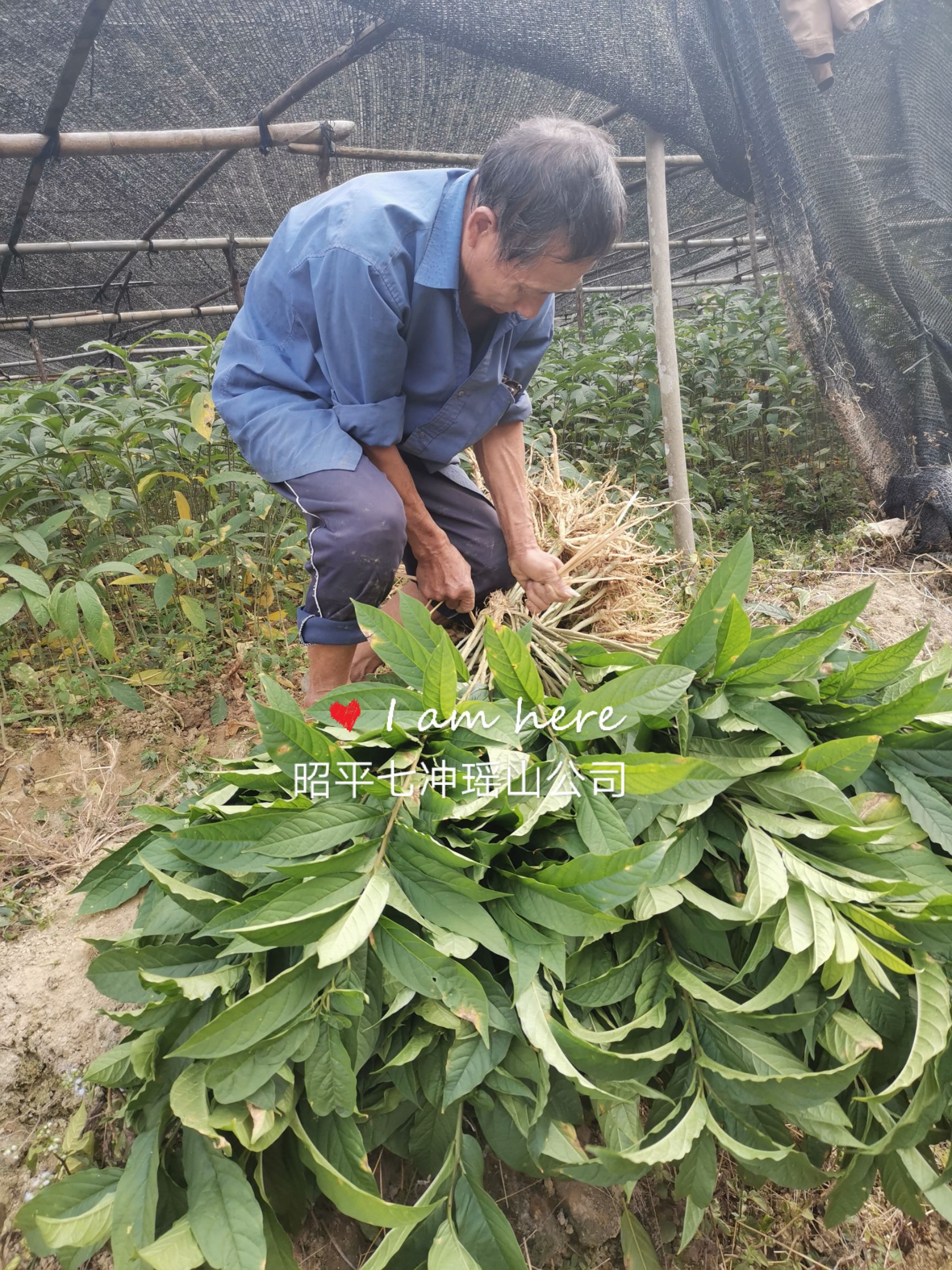 黄花倒水莲种苗 供应黄花倒水莲苗，观音串苗，倒吊黄，农户直销