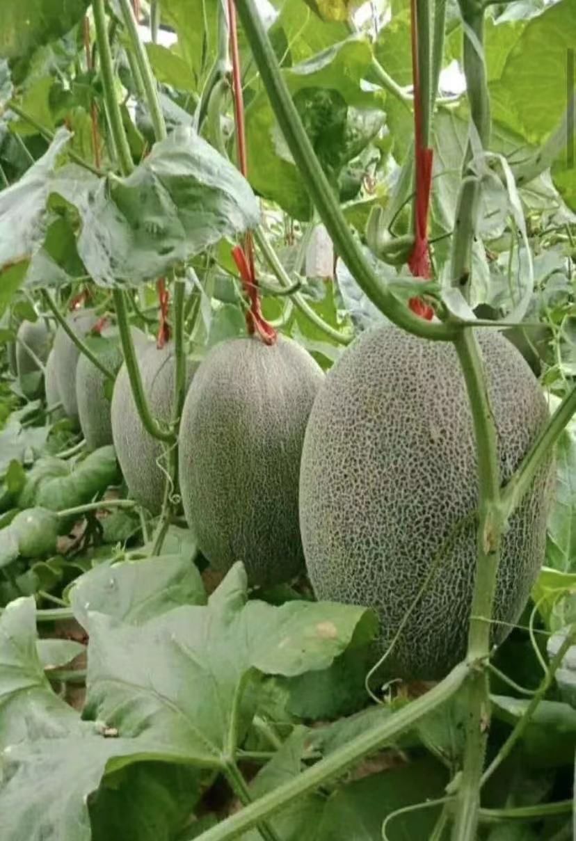 哈密瓜 网纹瓜 西州蜜 晓蜜25 小蜜大量上市，对接各大商超