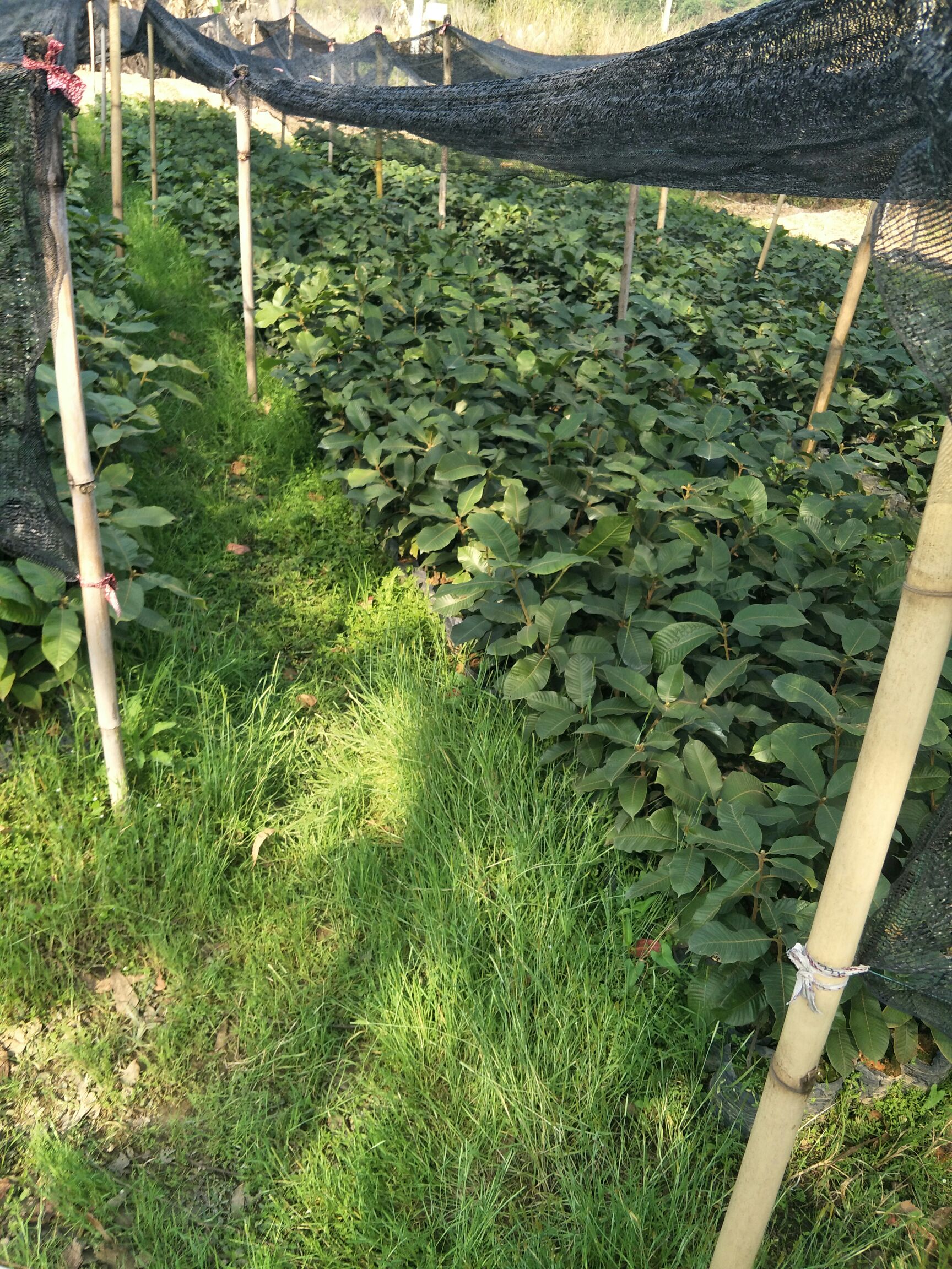 风流果苗 广东大叶风流苗，品种优良皮薄多肉高产早熟