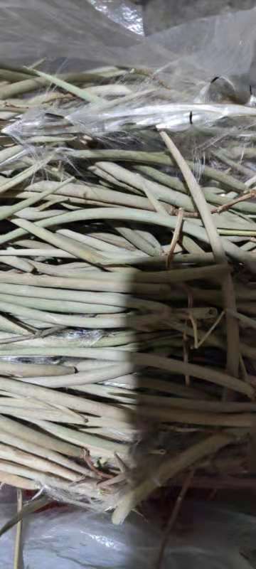 柳树种子  杠柳种子产地自产自销，质量有保障。