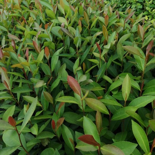 广州大头茶树  大头茶