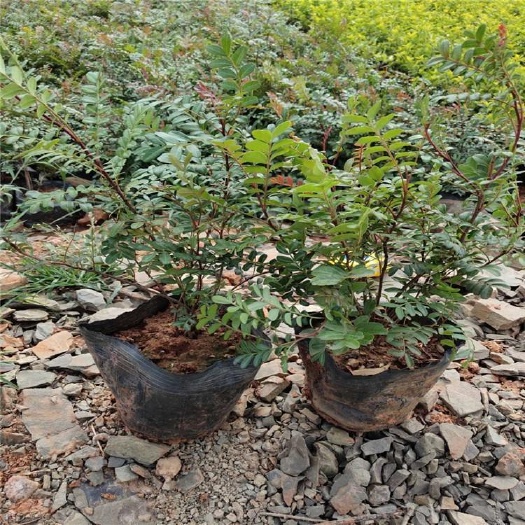 兴义市清香木盆栽 清香木苗
