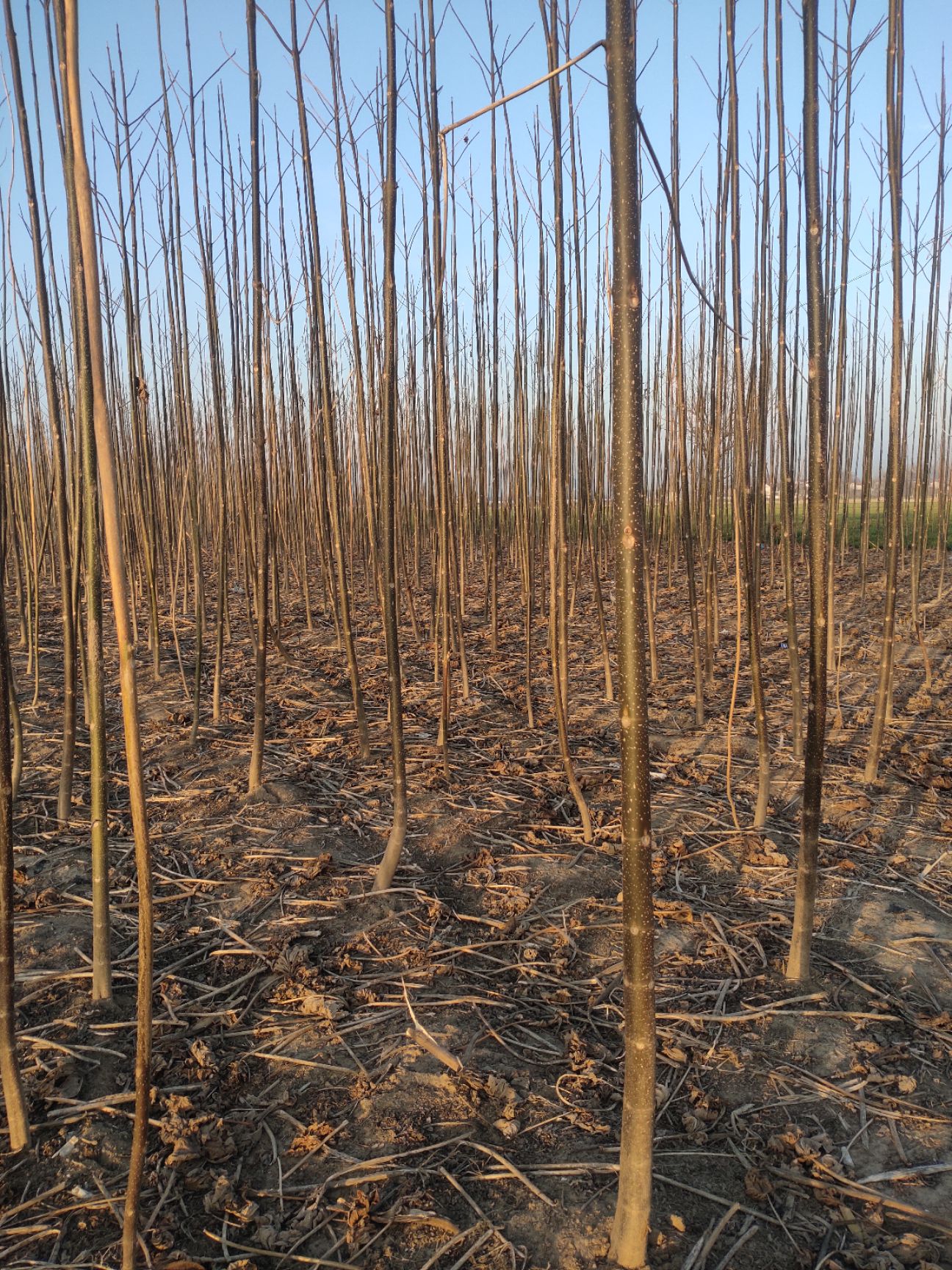 大量出售泡桐量大从优