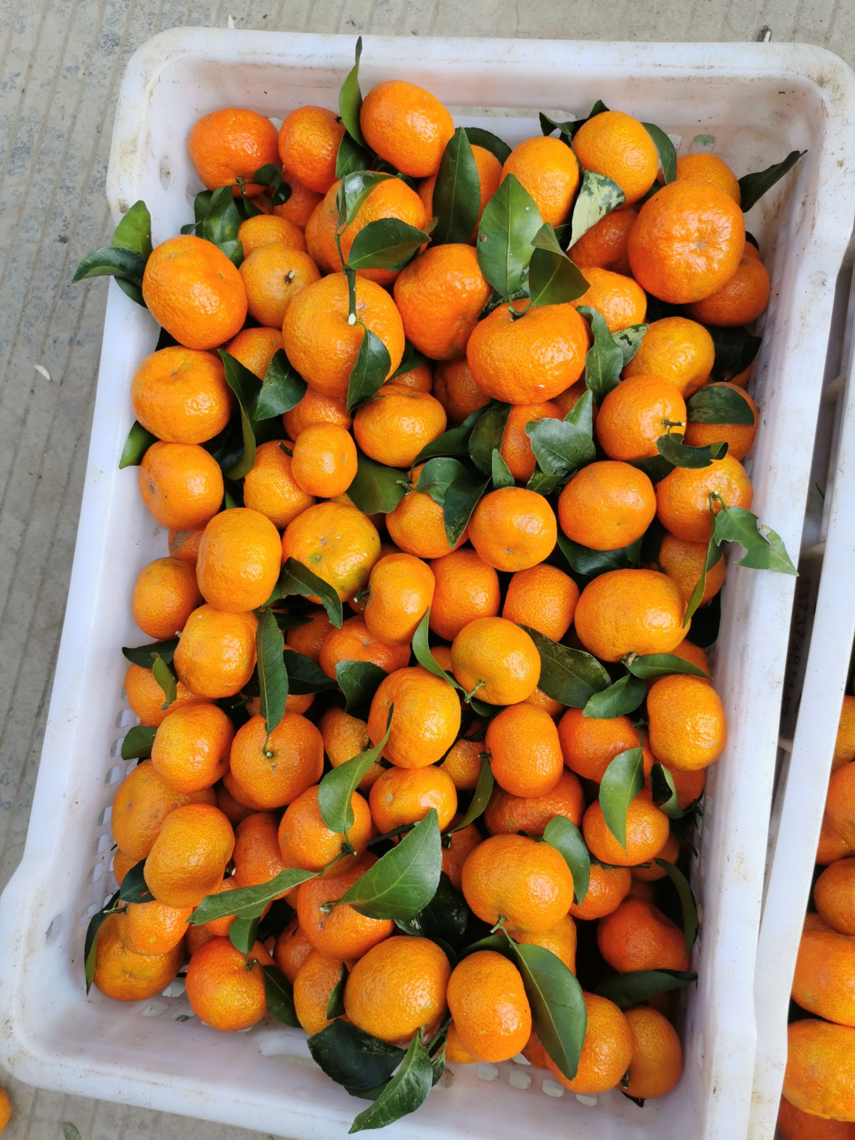 沙糖桔  大量供应砂糖橘 代收各类百家果