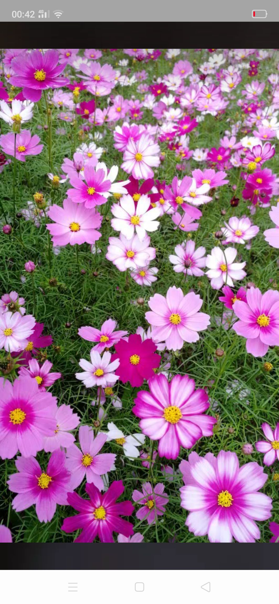 波斯菊种子  扫帚梅种子格桑花种子高海拔花种子